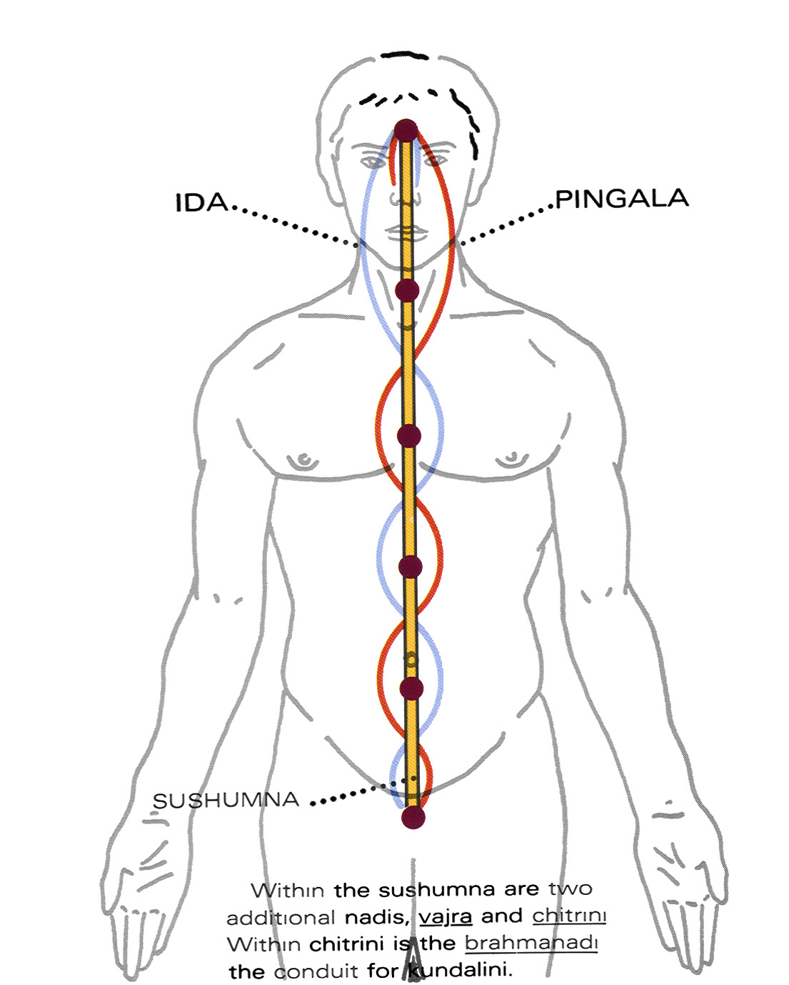 Brahmadanda,  Brahmanadi, và Dây Mạch Brahman