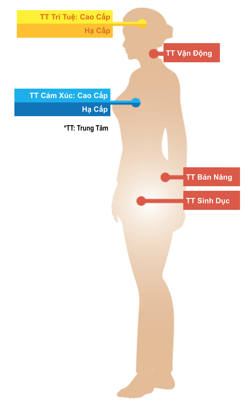 7 Trung Tâm Xử Lý / 5 Trung Tâm Xử Lý