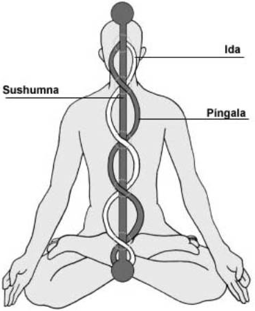 picture 5 e1580258188185 Pranayama: bài tập thở luân phiên Pranayama: bài tập thở luân phiên
